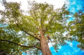 Best Root Management and Removal  in Vermilion, OH