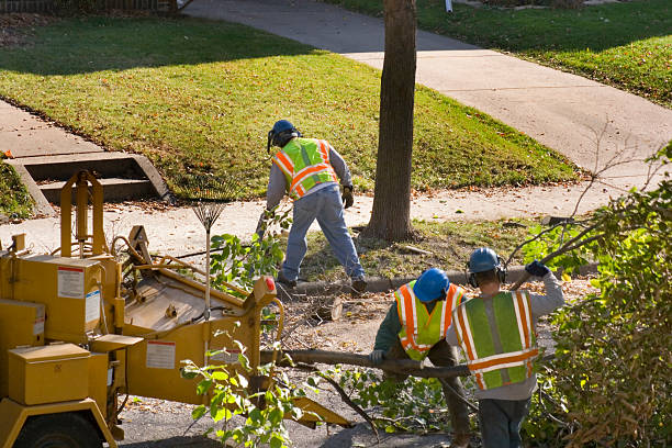 Reliable Vermilion, OH  Tree Services Solutions