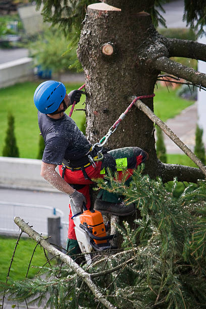 Best Fruit Tree Pruning  in Vermilion, OH