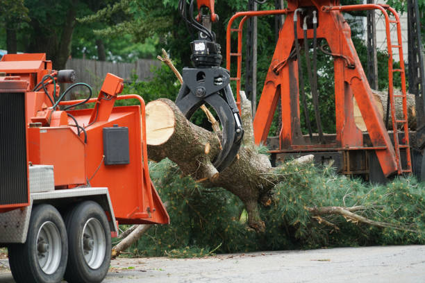 Best Emergency Tree Removal  in Vermilion, OH