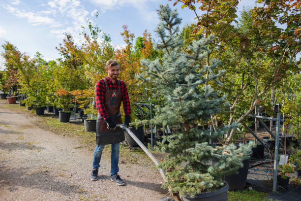 How Our Tree Care Process Works  in  Vermilion, OH